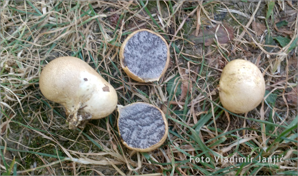 gljiva tvrda krompiraca 02