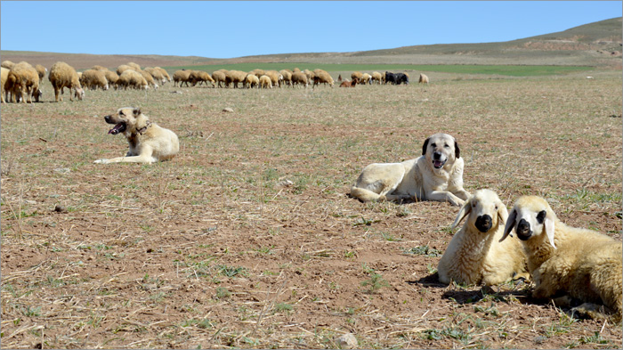 kangal 31 pas i ovca