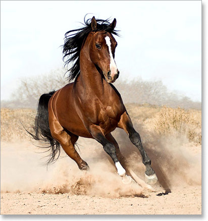 arapski-konj-01