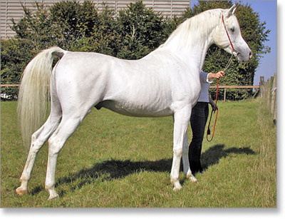 arapski-konj-02