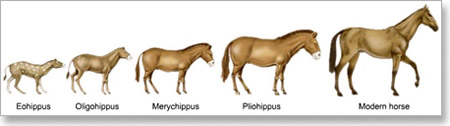 evolucija-konja
