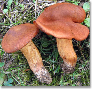 gljiva-crvenjaca-cortinarius-orellanus