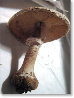 gljiva-srndac