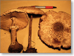 gljive-srndaci-1