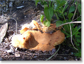 gljive-vrbovaca