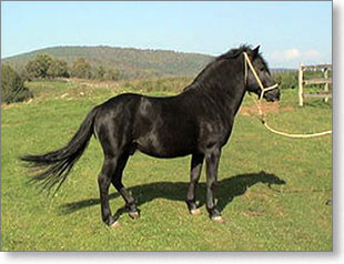 konj-bosanski-brdski