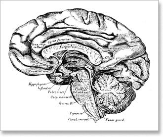 ljudski mozak crtez