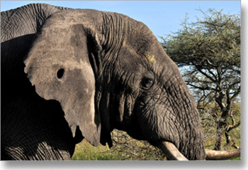 Više od 20.000 slonova je ileglano odstreljeno u Africi samo tokom prošle godine.
