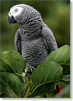 papagaj africki crni zako