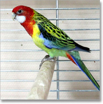 Rozela-papagaj (Platycercus eximius) 