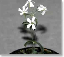 silene-stenophylla-najstarija-ozivljena-biljka