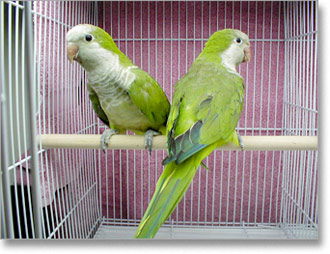 zeleni-papagaj