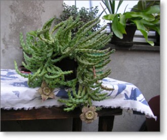 zlajkin-procvetali-kaktus